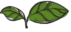 sweetbasil_leaf